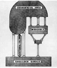 The entire stomatognathic  system must be considered when rendering care.